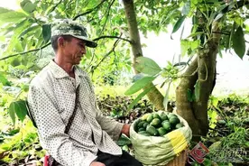 孟连景信乡：喜迎牛油果采摘期图片