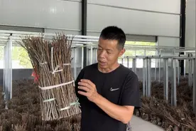 乡村振兴镇村行 | 蝉的一生，能给乡村振兴带来什么？ 树下“爬”出软黄金 亩产过万销路不愁图片