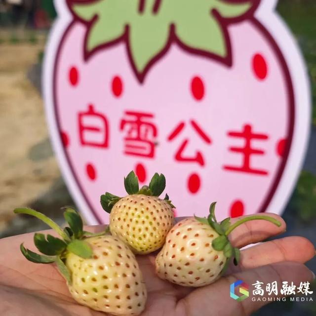 出发！高明遛娃采摘攻略来啦，甜度爆表（附定位）