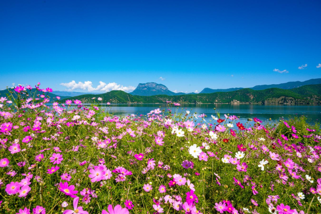美好生活在云南｜秋日泸沽湖畔格桑花开成海