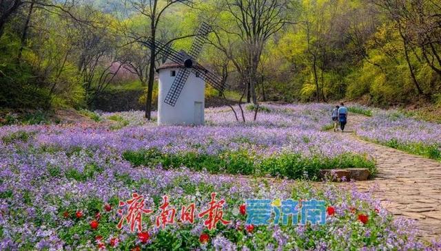 醉美四月天！济南红叶谷第21届郁金香花节浪漫启幕