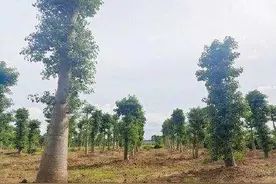 可喜可贺！小说里的猴面包树在广东结果了，果实比非洲还大！图片