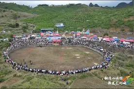 【来独山 吃三酸 住山居】独山上司镇墨寨村“四月八”牛王争霸赛燃情上演 民俗盛宴引八方来客图片