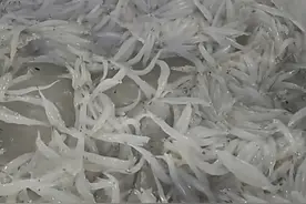 外地银鱼少量上市苏州，批发价每斤30元图片