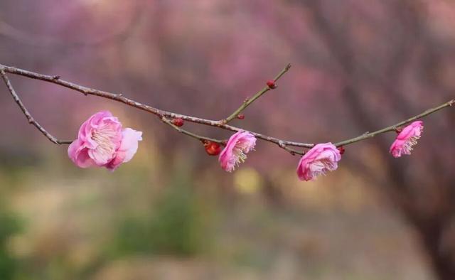 枝江2026年第一波梅花开了！