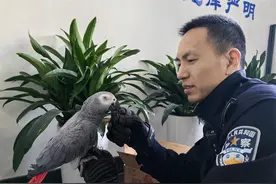 市民捡到“大个子”鹦鹉，原来是保护动物图片
