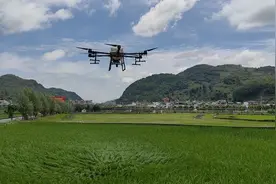 仁怀市茅坝镇：无人机喷洒农药 科技助农提质增效图片