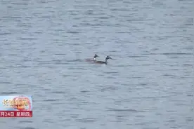 水鸟“做客”同心湖公园 春日美景引人入胜图片
