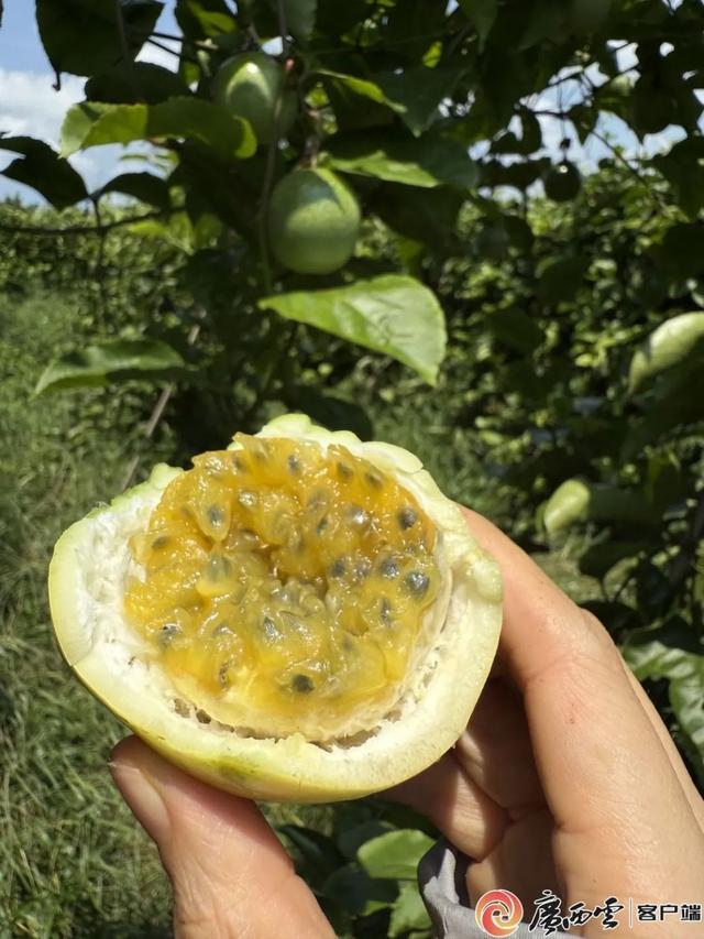 人跟画不基础，跟着宇辉游钦州就更不基础