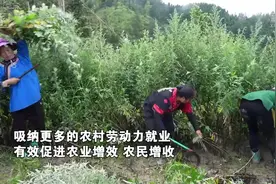 贵州榕江：端午艾草香 增收致富有希望图片
