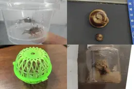 长春机场安检查获多类微小活体动物图片