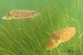 安家海草床 绝迹20多年的金乌贼又回来了！图片