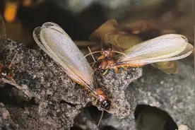 白蚁来袭？这份防蚁攻略请收好→图片