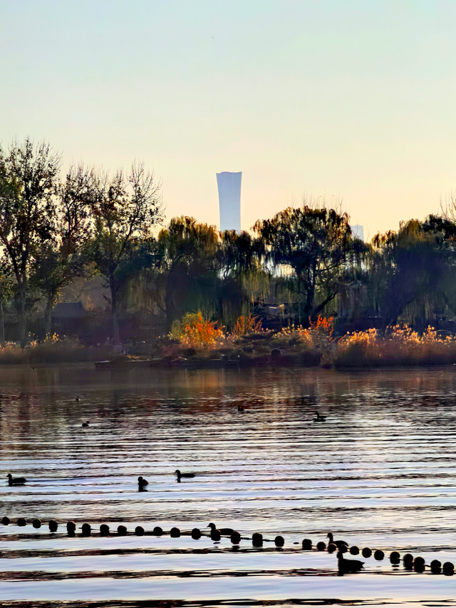 碧水映天，芦苇摇曳，什刹海西海湿地公园风景正好