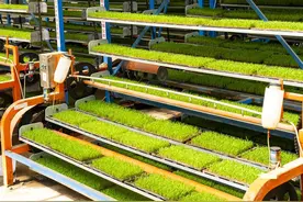 市州观察丨育秧自动化，卫星盯农田丨“数”说春耕②图片