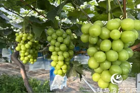 驻马店市驿城区水屯镇：300亩葡萄陆续成熟上市图片