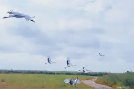 一线调研丨退养还湿修复生态 看昔日养殖田如何再现“绿苇红滩”图片