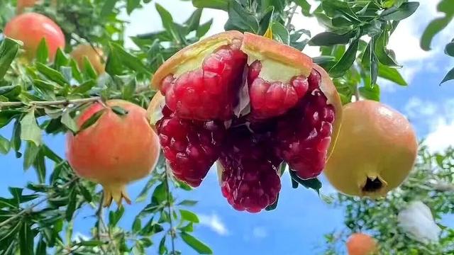 今秋，洛阳九大最美场景等你解锁