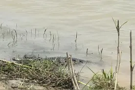 武汉长江边惊现鳄鱼！图片