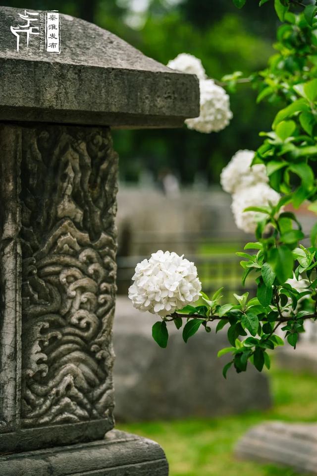 花样秦淮｜绣球花开