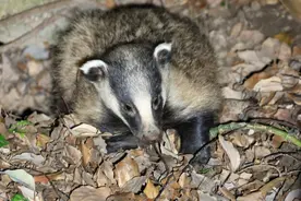 多年未见的“猹”现身上海中心城区，狐狸脑袋猪鼻子爱拱落叶刨树根图片