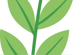 占道几十年，不挪窝！柳州市中心这棵最“霸道”的树，你见过吗？图片