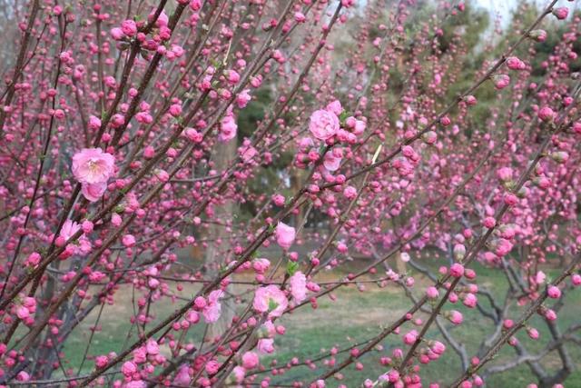 桃红柳绿樱如雪！通州三个赏花好去处，超美超出片~