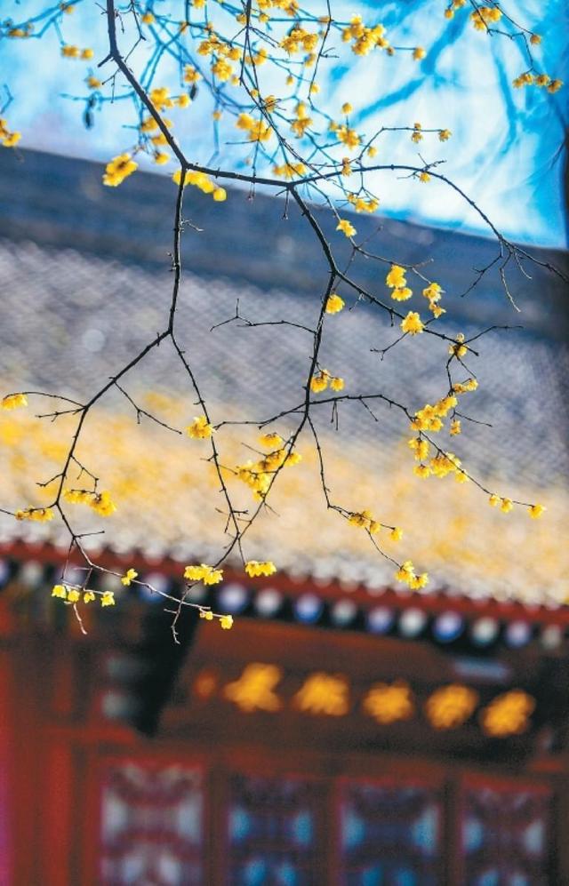 满城蜡梅裹香来 老城新巷尽诗意