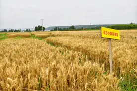 三门峡灵宝8000余亩彩麦丰收！科技加持，彩麦“内涵”更丰富 | 老家割麦了图片