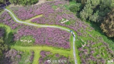 上海粉黛乱子草上妆了 气温较高观赏期推迟了一周左右