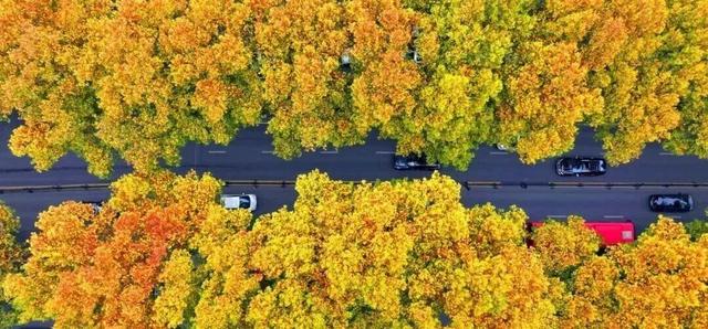 周末就去，洛阳这些街巷，太好“钻”了！