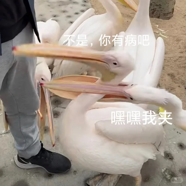 最新！北京春天动物图鉴！