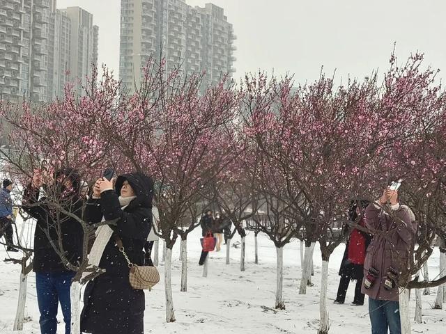 【美丽瀍河】瀍壑朱樱爆改冰雪大片！“梅雪”已邂逅，错过等一年！