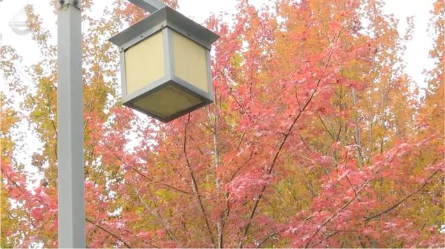 昆明迎来最美赏枫季 打卡攻略奉上