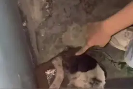 刨土一小时，爪子磨出血……流浪狗救出一只小猫！评论区太暖心了图片