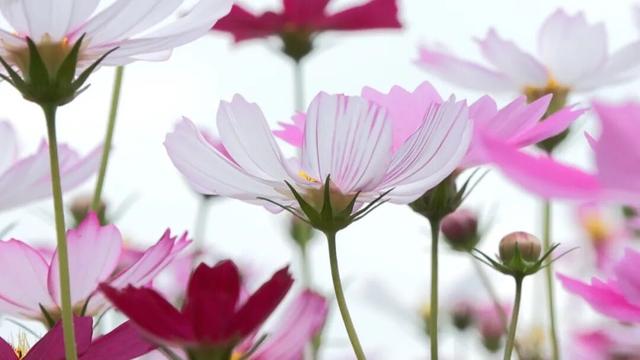 冬日粉色浪漫藏不住了！江门邀你赴约→