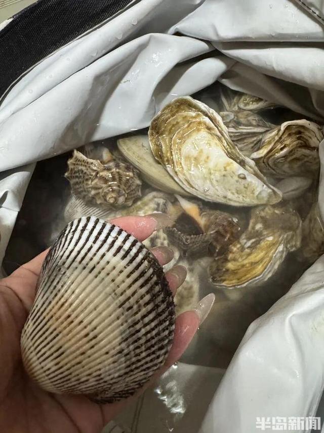 根本捡不完！青岛一海域大量海鲜被冲上岸，有人不到2小时捡60多斤