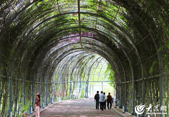 一城紫韵漫长廊！滨州紫藤花隧道迎来赏花季