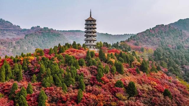 万山红遍正当时！济南红叶谷进入最佳观赏期