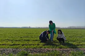 病虫情报第3期|注意查治小麦红蜘蛛图片