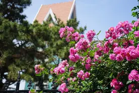 以花为媒，邂逅青岛！2025首届青岛市赏花节赏花指南来了图片