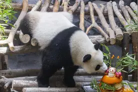 打针打瘸大熊猫一条腿？红山森林动物园回应图片