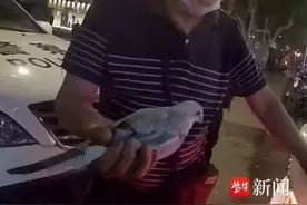 信鸽受伤落地，民警通过编号寻到主人图片