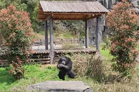 网友：“比肢体僵硬的我可灵活多了”，长沙生态动物“黑猩猩热舞“节奏感、韵律感满分图片