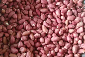 儿时冬闲剥花生图片