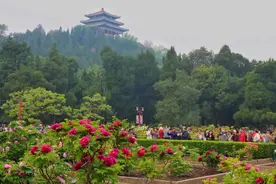 北京：牡丹花开迎谷雨图片