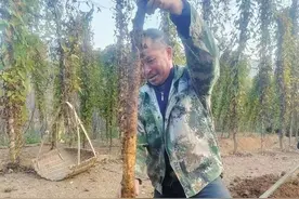 清流： 竖着长的雪薯真好看图片