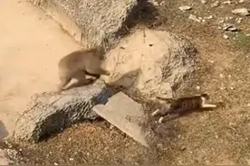 南昌动物园存在“猴猫共处”？回应：是流浪猫误入，猫已被移出，妥善处置图片