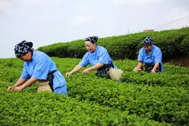 人多地少的茶山竹海 如何靠山吃山图片