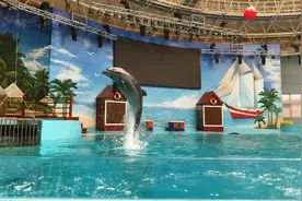 甘肃首次引进瓶鼻海豚落户兰州海洋公园图片